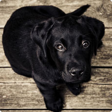 自助下单发卡的疯狂呼叫软件